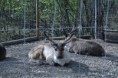 /album/alaska/alaskanikon-073-jpg/